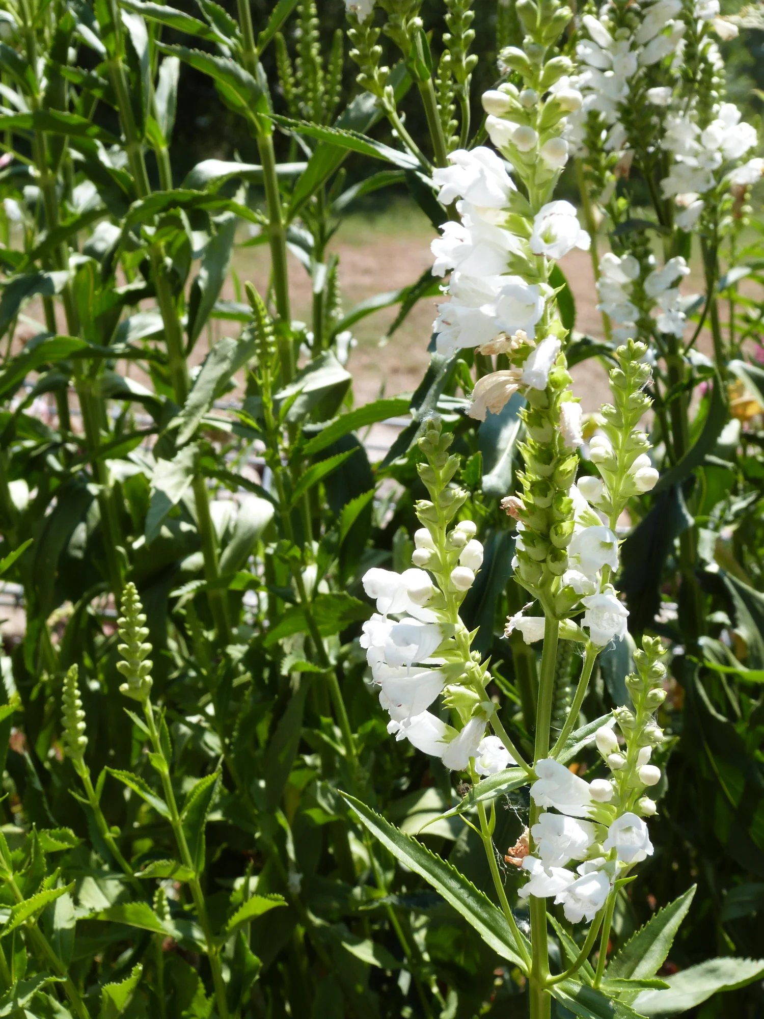 Физостегия ‘Crystal Peak White’