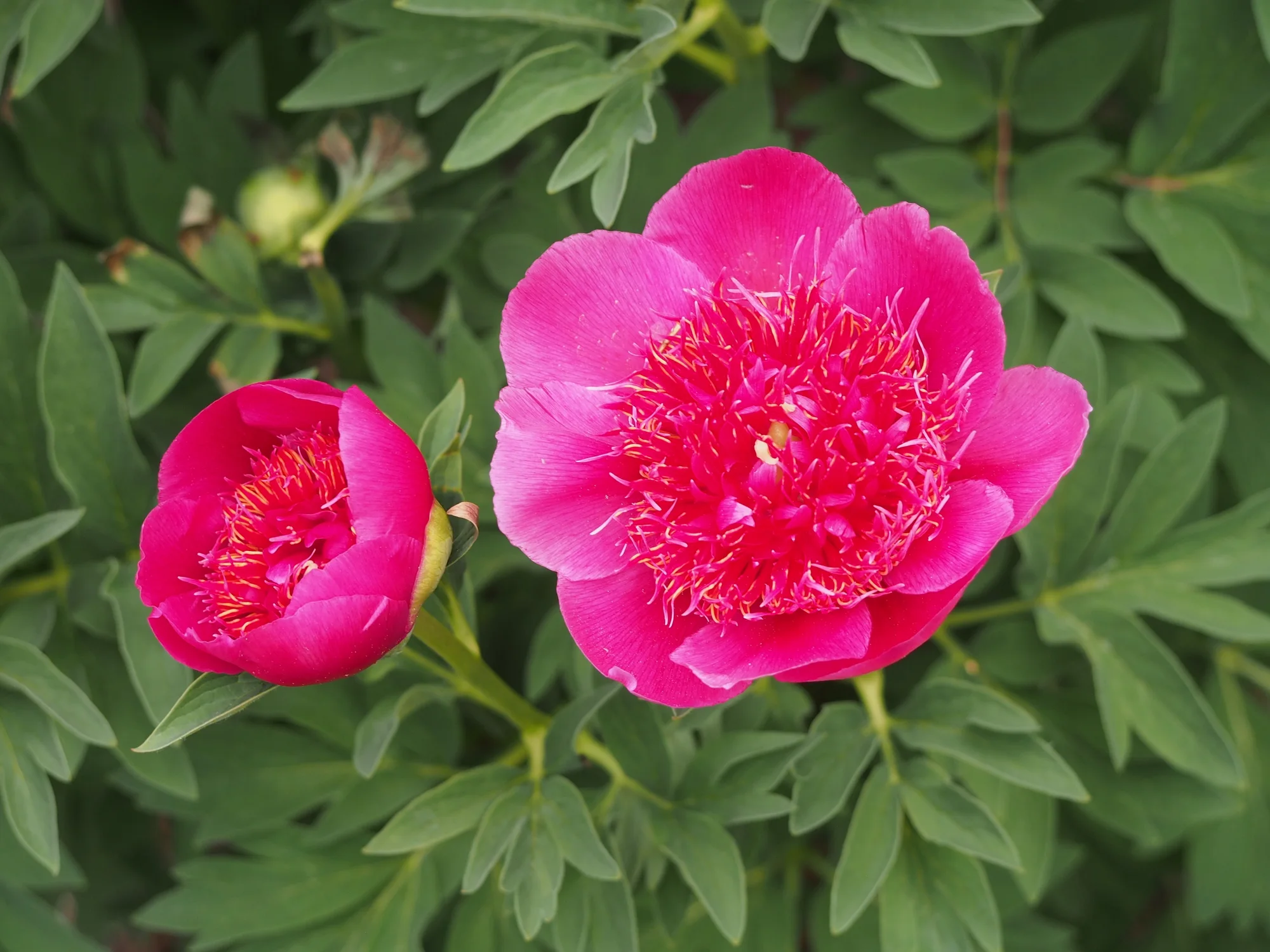 Пион ‘Anemoniflora’