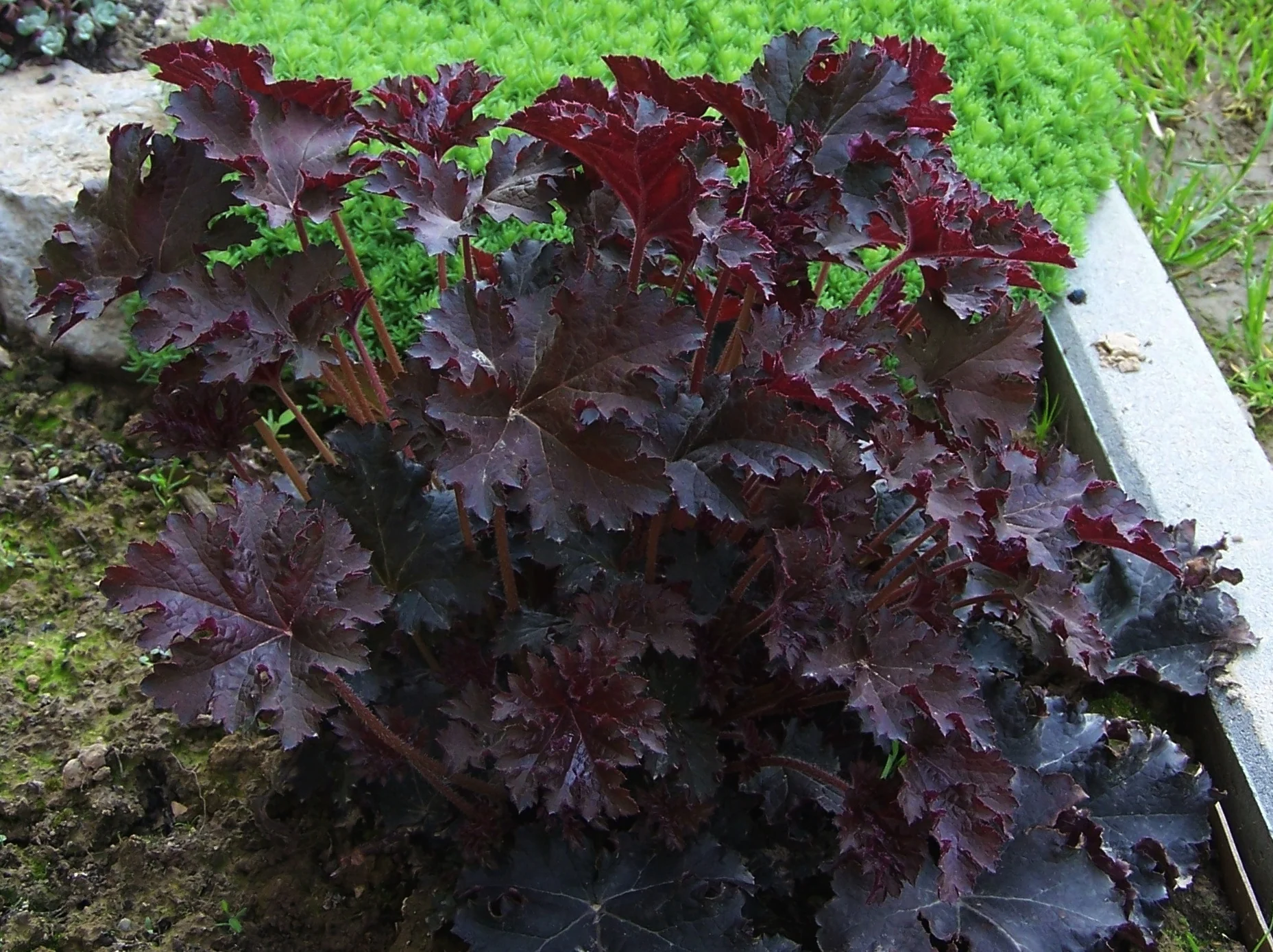 Гейхера ‘Palace Purple’