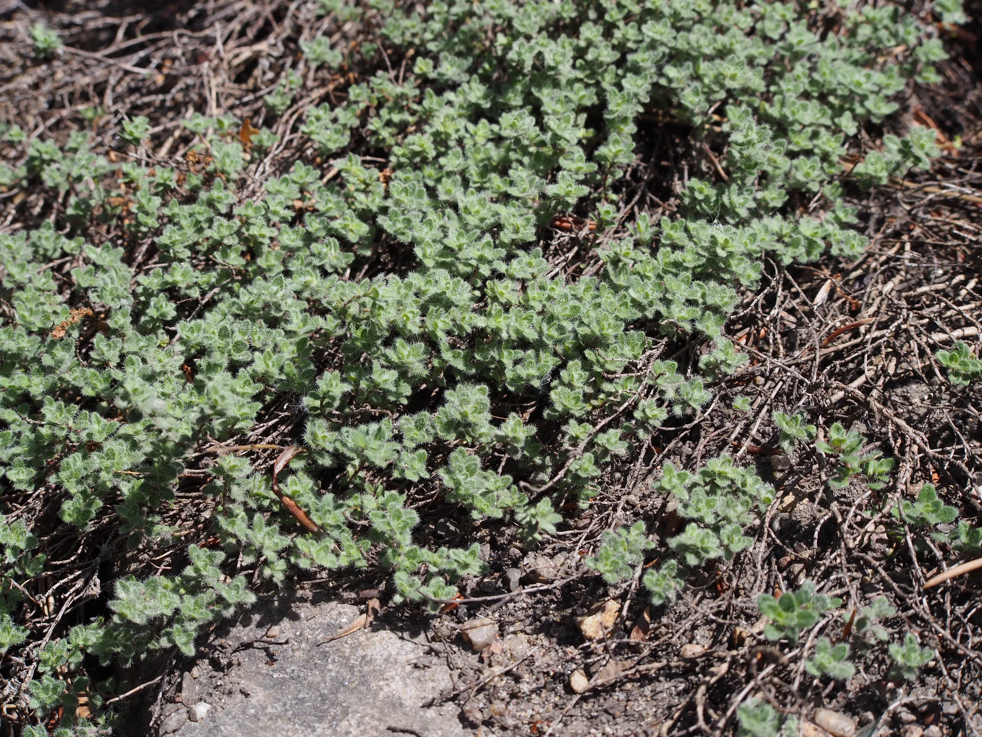Тимьян — Thymus praecox subsp. britannicus