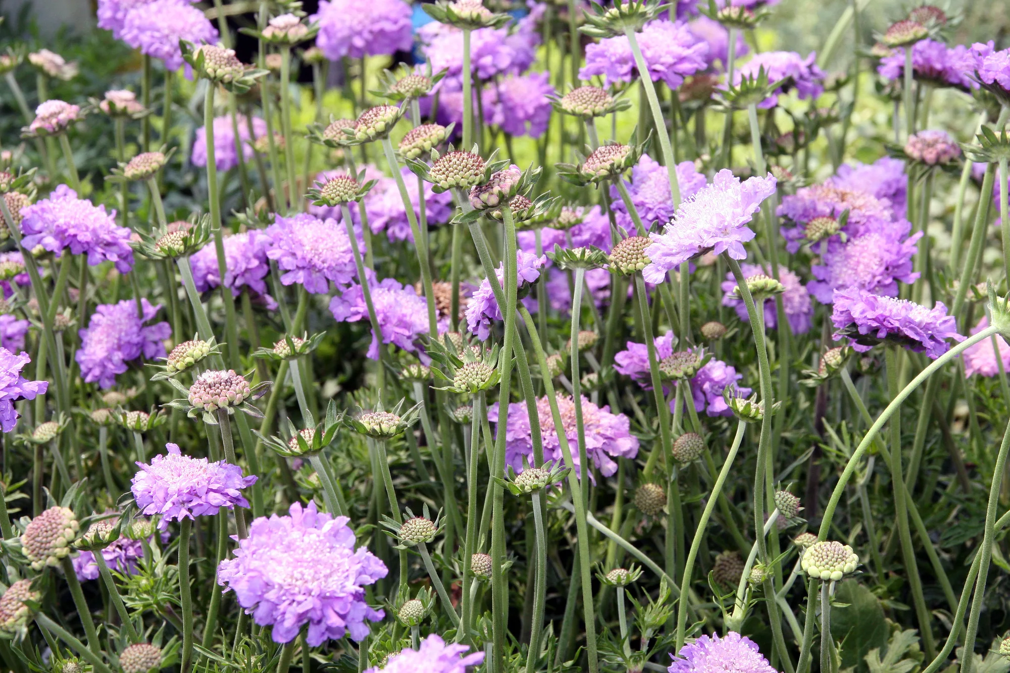 Скабиоза ‘Butterfly Blue’