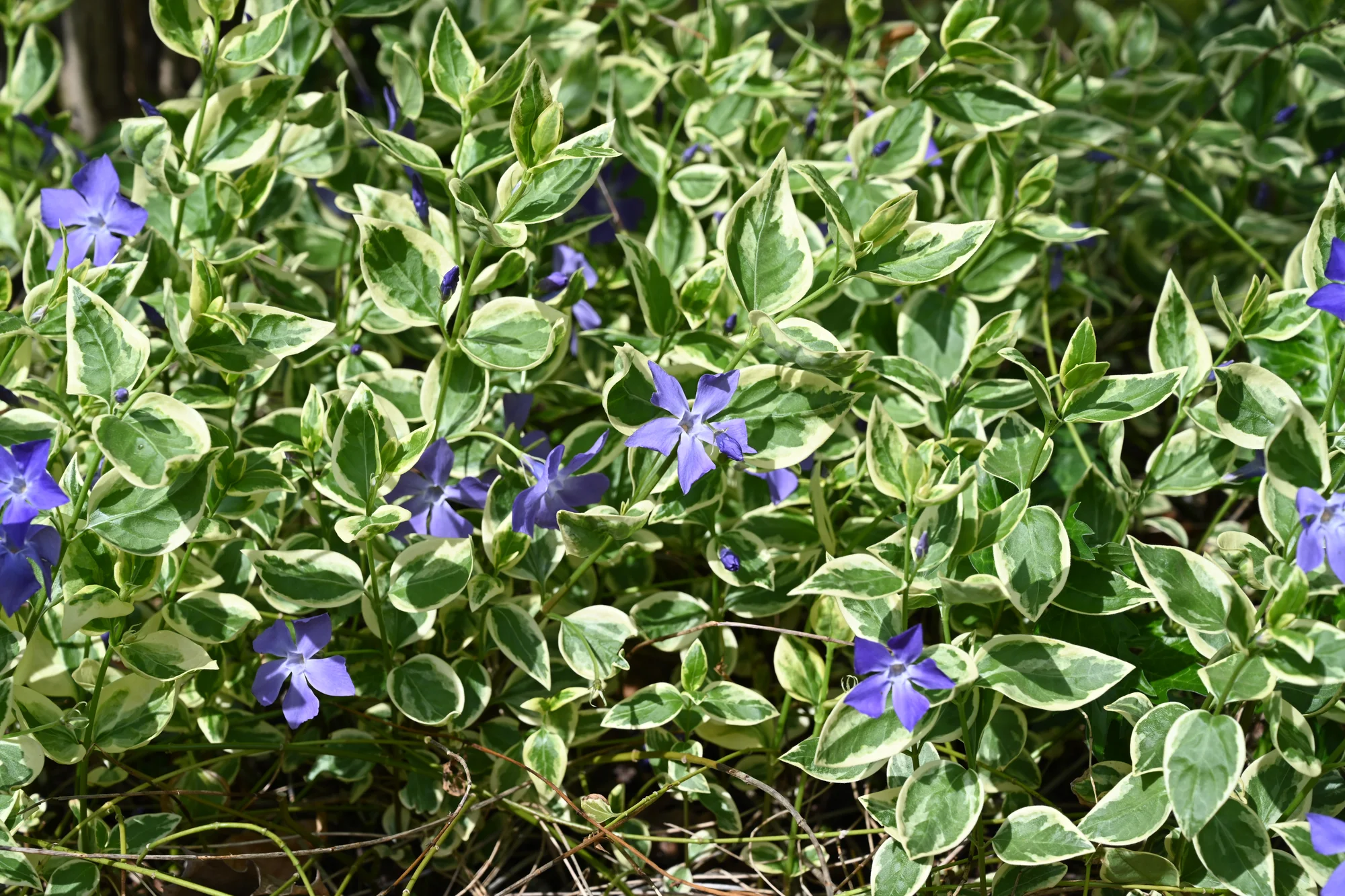 Барвинок ‘Variegata’ — Vinca major 'Variegata'