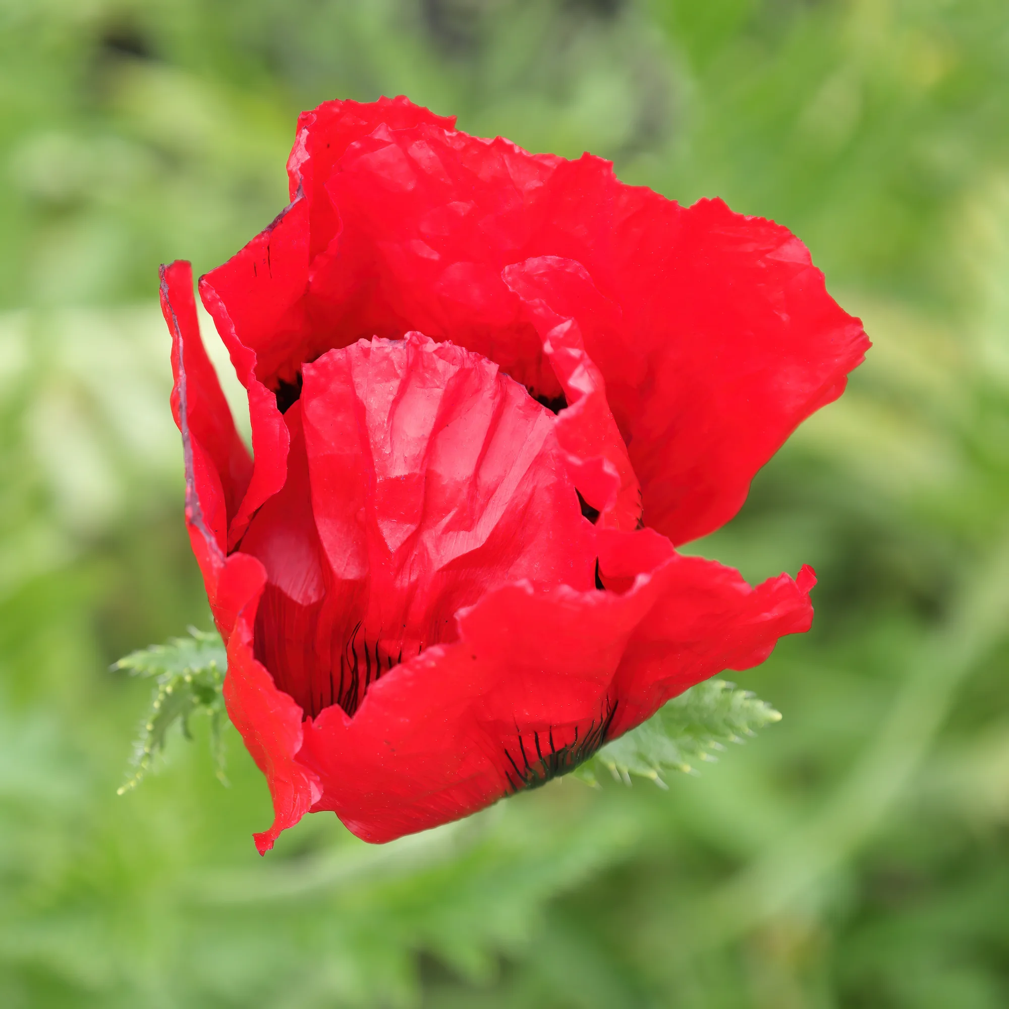 Papaver ‘Beauty of Livermere’