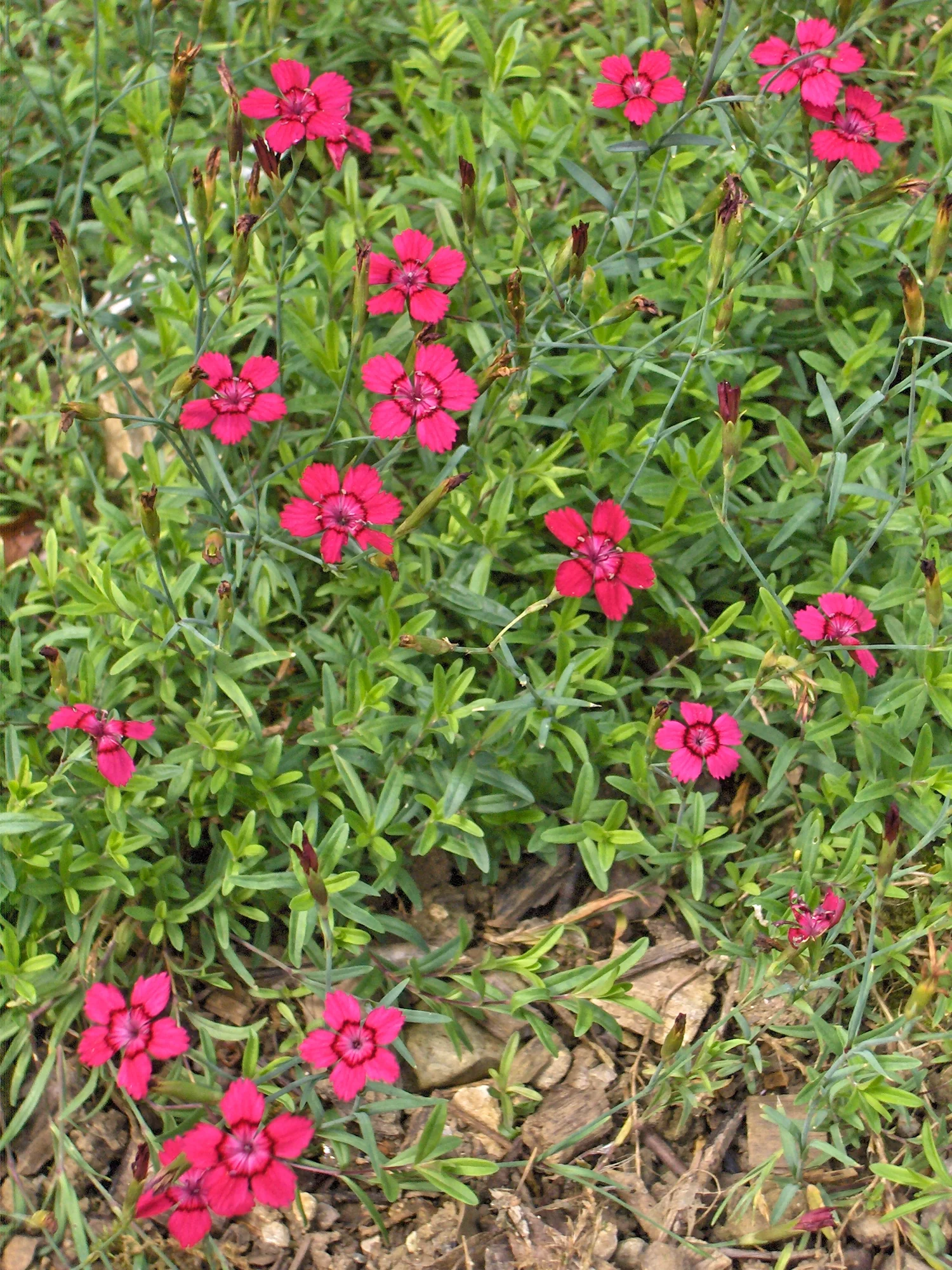 Гвоздика Confetti Cherry Red (‘Brilliant’)